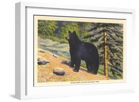 Black Bear, Glacier Park, Montana-null-Framed Art Print