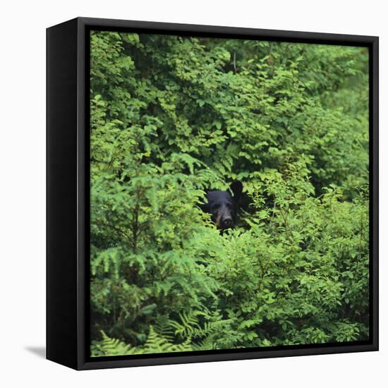 Black Bear Hiding in Forest-DLILLC-Framed Stretched Canvas