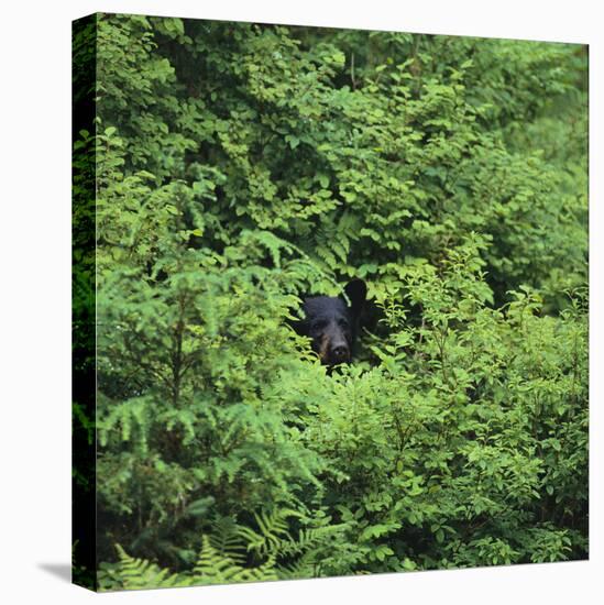 Black Bear Hiding in Forest-DLILLC-Stretched Canvas