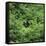 Black Bear Hiding in Forest-DLILLC-Framed Stretched Canvas