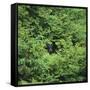 Black Bear Hiding in Forest-DLILLC-Framed Stretched Canvas