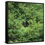 Black Bear Hiding in Forest-DLILLC-Framed Stretched Canvas