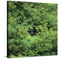 Black Bear Hiding in Forest-DLILLC-Stretched Canvas