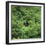 Black Bear Hiding in Forest-DLILLC-Framed Premium Photographic Print