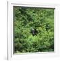 Black Bear Hiding in Forest-DLILLC-Framed Photographic Print