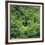 Black Bear Hiding in Forest-DLILLC-Framed Photographic Print