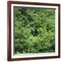 Black Bear Hiding in Forest-DLILLC-Framed Photographic Print