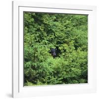 Black Bear Hiding in Forest-DLILLC-Framed Photographic Print