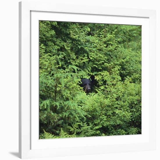 Black Bear Hiding in Forest-DLILLC-Framed Photographic Print