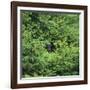 Black Bear Hiding in Forest-DLILLC-Framed Photographic Print