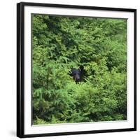 Black Bear Hiding in Forest-DLILLC-Framed Photographic Print