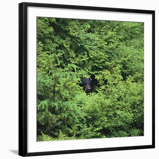 Black Bear Hiding in Forest-DLILLC-Framed Photographic Print