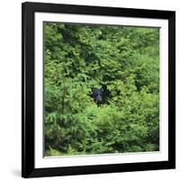 Black Bear Hiding in Forest-DLILLC-Framed Photographic Print