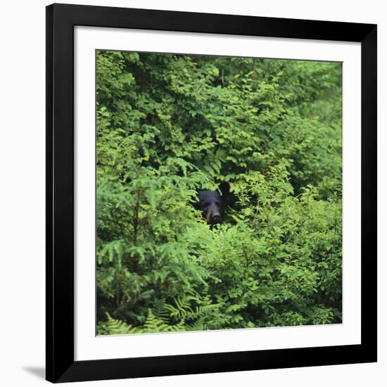 Black Bear Hiding in Forest-DLILLC-Framed Photographic Print