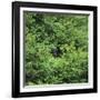 Black Bear Hiding in Forest-DLILLC-Framed Photographic Print