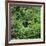 Black Bear Hiding in Forest-DLILLC-Framed Photographic Print