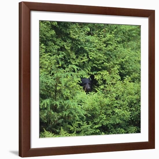 Black Bear Hiding in Forest-DLILLC-Framed Photographic Print