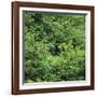 Black Bear Hiding in Forest-DLILLC-Framed Photographic Print