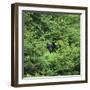 Black Bear Hiding in Forest-DLILLC-Framed Photographic Print