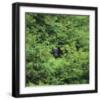 Black Bear Hiding in Forest-DLILLC-Framed Photographic Print