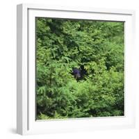 Black Bear Hiding in Forest-DLILLC-Framed Photographic Print