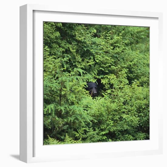 Black Bear Hiding in Forest-DLILLC-Framed Photographic Print