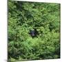 Black Bear Hiding in Forest-DLILLC-Mounted Photographic Print