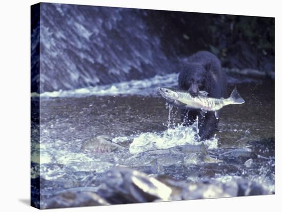 Black Bear Holds Chum Salmon, near Ketchikan, Alaska, USA-Howie Garber-Stretched Canvas