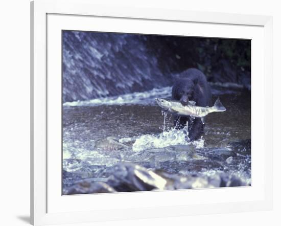 Black Bear Holds Chum Salmon, near Ketchikan, Alaska, USA-Howie Garber-Framed Photographic Print