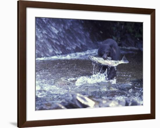 Black Bear Holds Chum Salmon, near Ketchikan, Alaska, USA-Howie Garber-Framed Photographic Print