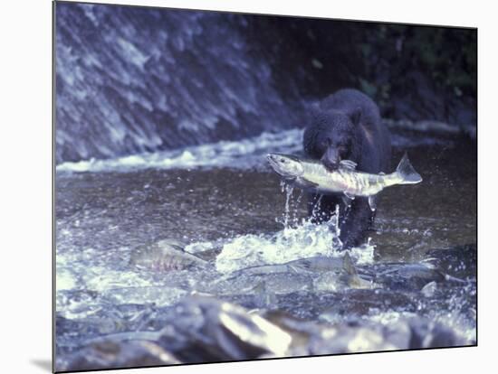 Black Bear Holds Chum Salmon, near Ketchikan, Alaska, USA-Howie Garber-Mounted Photographic Print