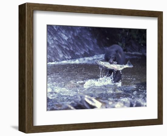 Black Bear Holds Chum Salmon, near Ketchikan, Alaska, USA-Howie Garber-Framed Photographic Print