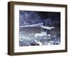 Black Bear Holds Chum Salmon, near Ketchikan, Alaska, USA-Howie Garber-Framed Photographic Print