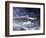 Black Bear Holds Chum Salmon, near Ketchikan, Alaska, USA-Howie Garber-Framed Photographic Print