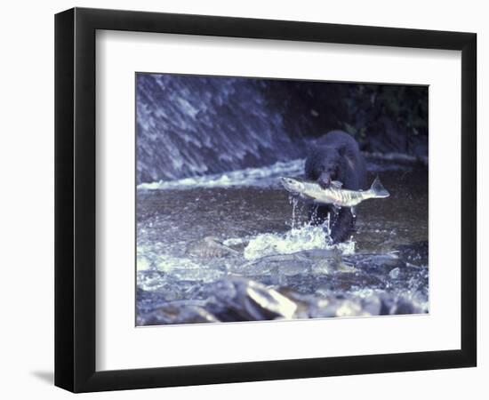 Black Bear Holds Chum Salmon, near Ketchikan, Alaska, USA-Howie Garber-Framed Photographic Print