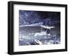 Black Bear Holds Chum Salmon, near Ketchikan, Alaska, USA-Howie Garber-Framed Photographic Print