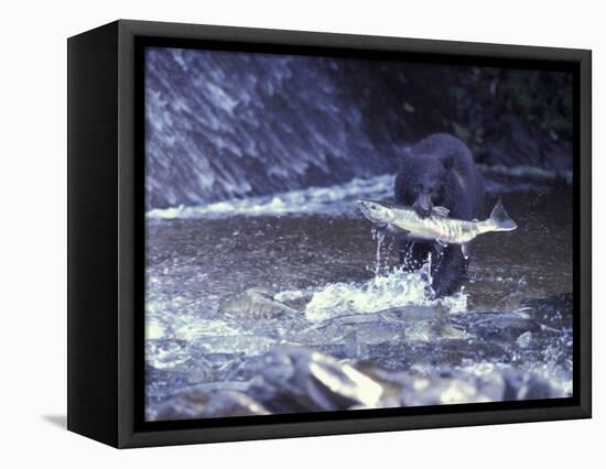 Black Bear Holds Chum Salmon, near Ketchikan, Alaska, USA-Howie Garber-Framed Stretched Canvas