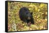 Black Bear in autumn foliage, Yellowstone National Park, Montana, Wyoming-Adam Jones-Framed Stretched Canvas