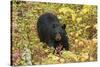 Black Bear in autumn foliage, Yellowstone National Park, Montana, Wyoming-Adam Jones-Stretched Canvas