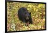 Black Bear in autumn foliage, Yellowstone National Park, Montana, Wyoming-Adam Jones-Framed Photographic Print