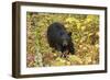 Black Bear in autumn foliage, Yellowstone National Park, Montana, Wyoming-Adam Jones-Framed Photographic Print