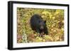 Black Bear in autumn foliage, Yellowstone National Park, Montana, Wyoming-Adam Jones-Framed Photographic Print