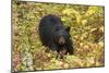 Black Bear in autumn foliage, Yellowstone National Park, Montana, Wyoming-Adam Jones-Mounted Photographic Print