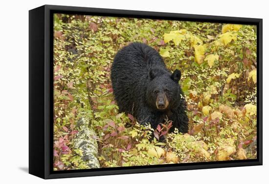 Black Bear in autumn foliage, Yellowstone National Park, Montana, Wyoming-Adam Jones-Framed Stretched Canvas