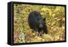 Black Bear in autumn foliage, Yellowstone National Park, Montana, Wyoming-Adam Jones-Framed Stretched Canvas