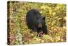 Black Bear in autumn foliage, Yellowstone National Park, Montana, Wyoming-Adam Jones-Stretched Canvas