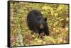 Black Bear in autumn foliage, Yellowstone National Park, Montana, Wyoming-Adam Jones-Framed Stretched Canvas