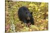 Black Bear in autumn foliage, Yellowstone National Park, Montana, Wyoming-Adam Jones-Stretched Canvas