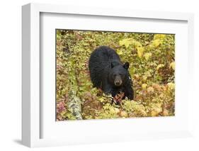 Black Bear in autumn foliage, Yellowstone National Park, Montana, Wyoming-Adam Jones-Framed Photographic Print