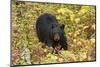 Black Bear in autumn foliage, Yellowstone National Park, Montana, Wyoming-Adam Jones-Mounted Photographic Print